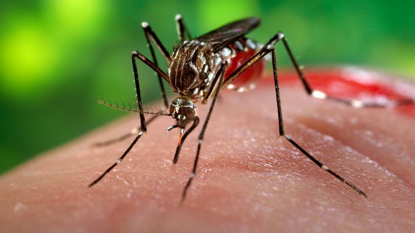 Mosquito Aedes aegypiti é o vetor do vírus
