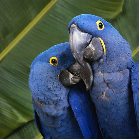 Além do Projeto Arara Azul, reconhecido internacionalmente, o Instituto desenvolve o Projeto Aves Urbanas – Araras na Cidade, que realiza o monitoramento e manejo de araras - principalmente da espécie Arara-canindé, comuns no céu de Campo Grande