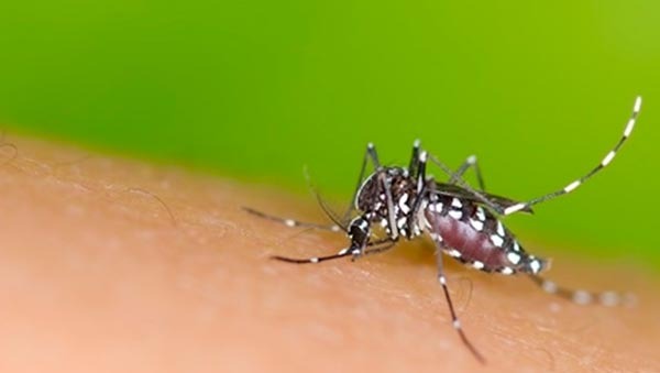O Aedes Aegypti ficou conhecido por ser rajado de listras pretas e brancas, mas ao completar 30 dias de vida essas escamas caem e assim se torna mais difícil reconhecê-lo
