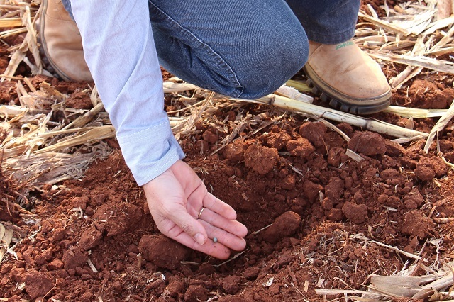 Variedades tardias são mais recomendadas para quem deixou para plantar mais tarde