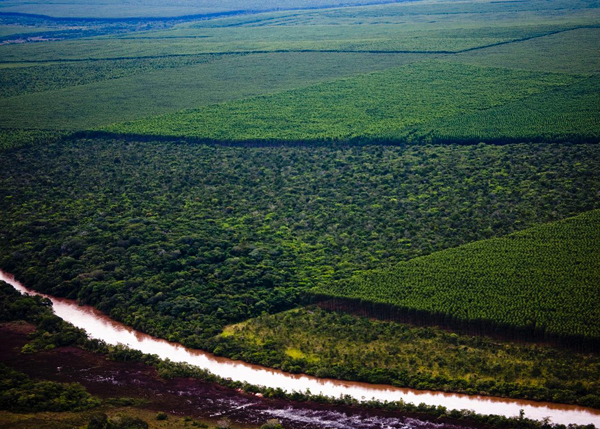 O manejo florestal das plantações de eucalipto da Fibria no estado de Mato Grosso do Sul é certificado com base nos critérios do FSC®, código de licença (FSC-C100704) e do CERFLOR
