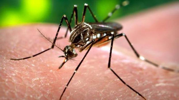 O número representa 37,4% dos municípios pesquisados pela pasta no Levantamento Rápido de Índices para Aedes aegypti (LIRAa), que é o mosquito transmissor das três doenças
