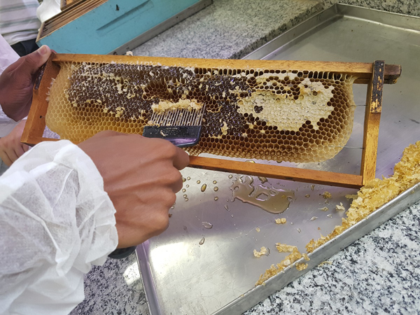 Trabalhando com mel colhido no Pantanal da Nhecolândia (MS), técnicos e apicultores foram capacitados na última semana em técnicas de colheita, extração e beneficiamento do produto por meio de uma ação promovida pela Embrapa Pantanal