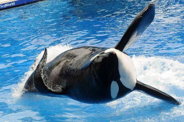 A orca 'Tilikum' em performance no Sea World