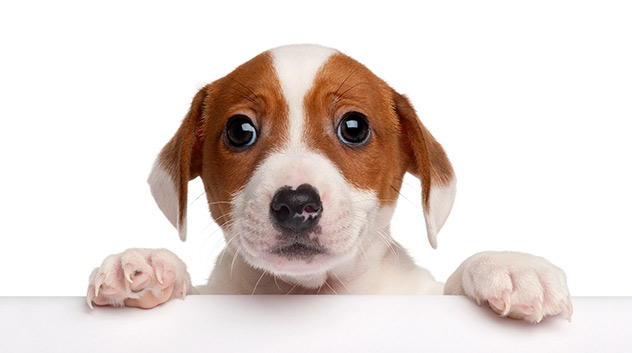 Além do desconforto causado aos cães e gatos, as pulgas também podem causar problemas de pele, como a dermatite alérgica a picada de pulga