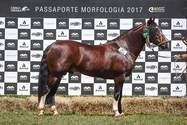 O Núcleo de Mato Grosso do Sul está cada vez mais forte e essa consolidação vem da parceria entre os criadores da região e o apoio da ABCCC