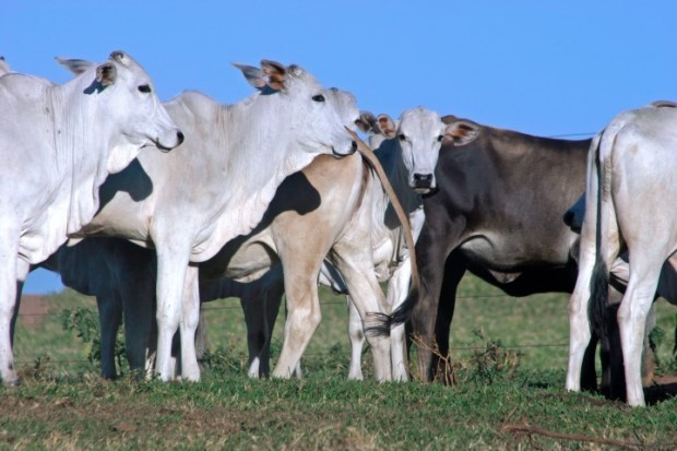 Brasil lidera produtividade agropecuária mundial