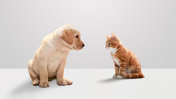 O tratamento, apesar de recomendado para cães e gatos, também pode ser aplicado em qualquer outro pet