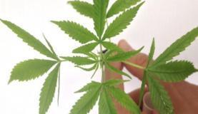 Segundo a agência reguladora, a inclusão não altera as regras para importação de medicamentos com canabidiol ou outros extratos da maconha.