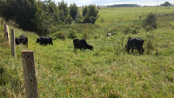 O local se encontrava degradado por alguns processos erosivos, devido ao pisoteio dos animais e também as matas ciliares do curso d’água foram desmatadas