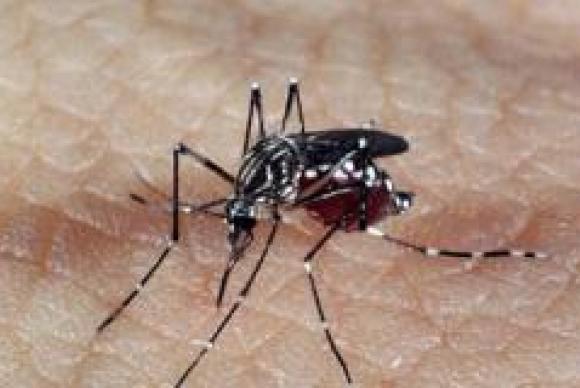 dengue