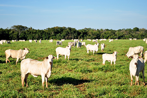 Produtores rurais recebem informações sobre Novo Código Florestal