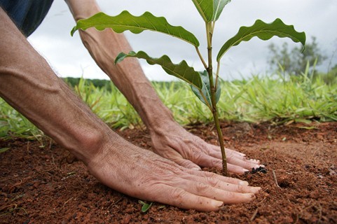 Energisa faz plantio de árvores