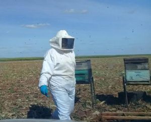 A apicultura móvel ou migratória atende as necessidades de polinização dos pomares e culturas para a produção de sementes e frutas