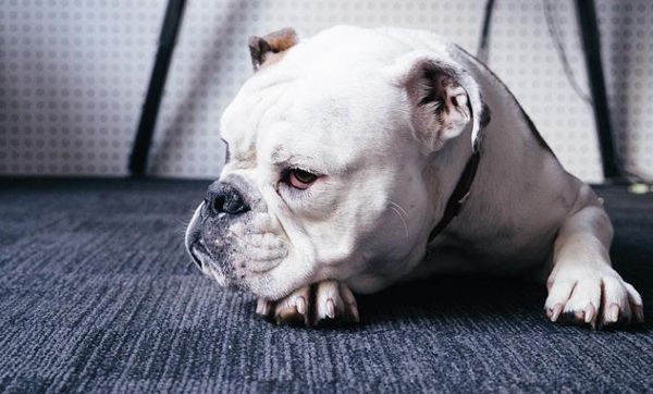 O sobrepeso é um problema grave enfrentado nos dias de hoje por cães e gatos. Isso aumenta exponencialmente a sobrecarga nas articulações e causa a doença articular