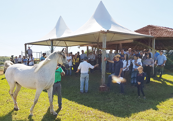 Alguns dos animais que serão leiloados foram apresentados no Haras Engenho