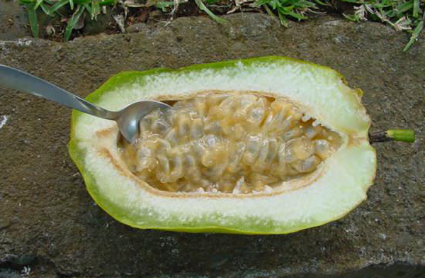 Já no sabor o fruto é similar ao melão e de sua polpa é possível à produção de mousse, suco e até mesmo o consumo in natura
