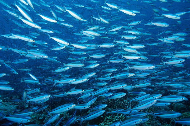 A maneira mais simples de ingerir essa substância é consumindo peixes.