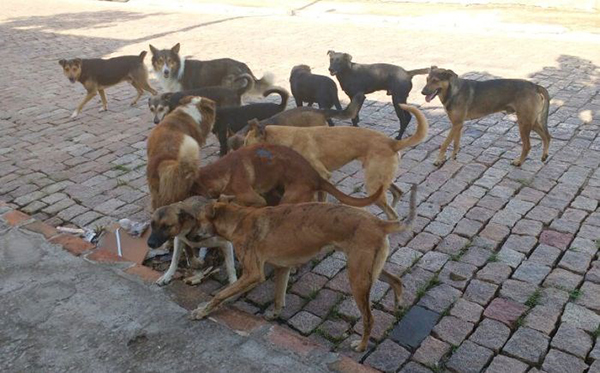 O Brasil é cheio de crendices populares, e uma delas diz que agosto é o mês do cachorro louco