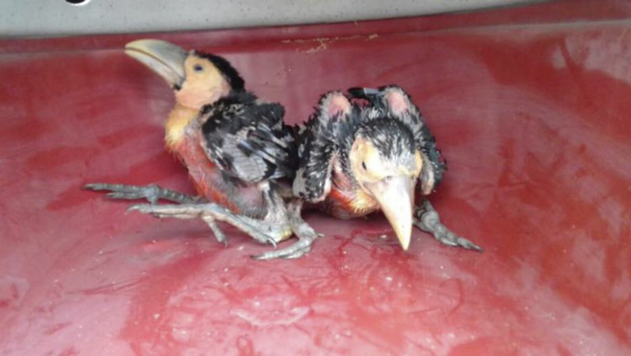 O plano da equipe é criar os pássaros até que atinjam idade para serem devolvidos à natureza