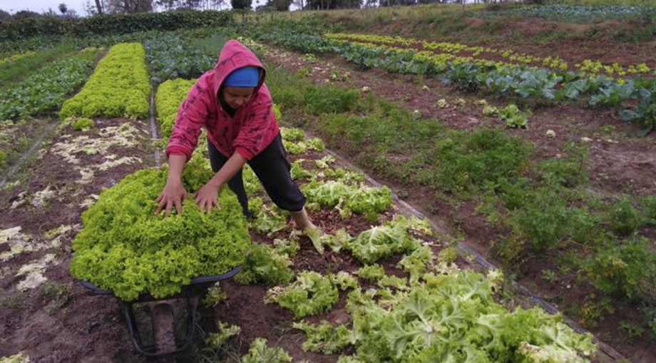 No campo, a Declaração de Aptidão (DAP) ao Programa Nacional de Fortalecimento da Agricultura Familiar (Pronaf) funciona como a identidade do agricultor familiar