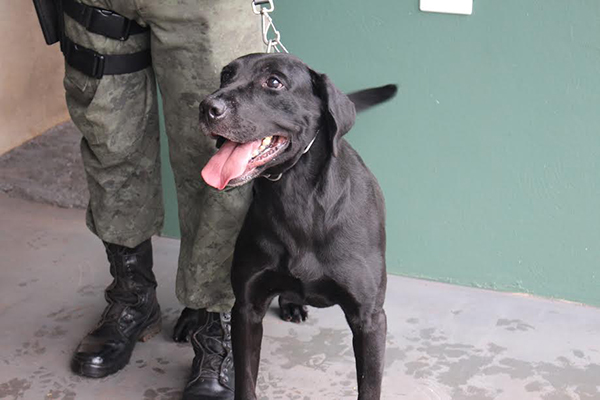O trabalho teve duração de um ano e a mão-de-obra era revezada durante os horários de folga dos militares.