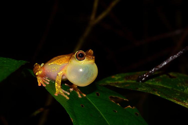 Em duas expedições à Amazônia, pesquisadores de São Paulo coletaram animais de pelo menos 12 espécies ainda não catalogadas de sapos e lagartos/Fapesp/Direitos Reservados