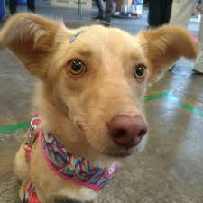 Animais estarão disponíveis para adoção