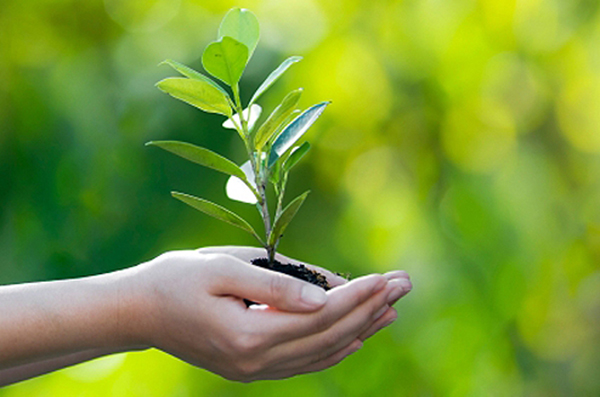 Os eventos têm como objetivo fortalecer a conscientização sobre os cuidados com o meio ambiente e a importância da arborização urbana em Campo Grande.