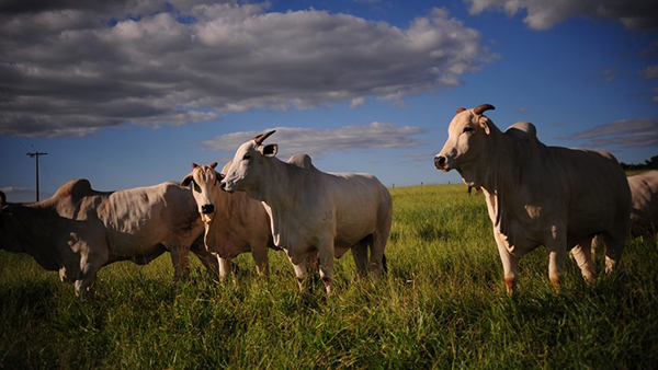 O preço do bezerro subiu 0,45% e atingiu R$ 1.150,05 no Mato Grosso do Sul.