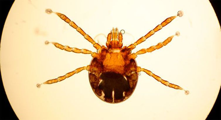 Larva de Rhipicephalus microplus/Agência Brasil