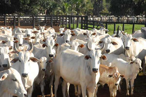 O Brasil não apresenta um foco da doença, desde 2006, e estudos do Centro Pan-Americano de Febre Aftosa (Panaftosa) mostram que o gado pode prescindir da vacina, após cinco anos