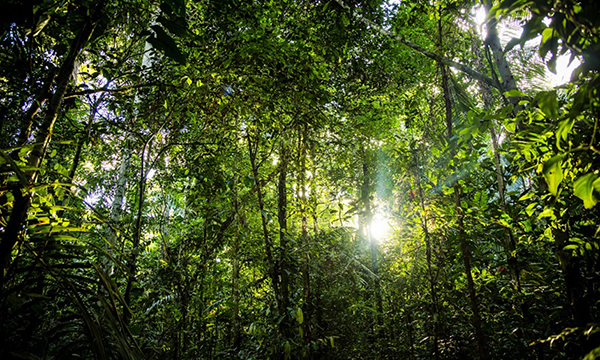 De acordo com o relatório, o setor florestal deixou de ser a maior fonte de emissão de carbono no país