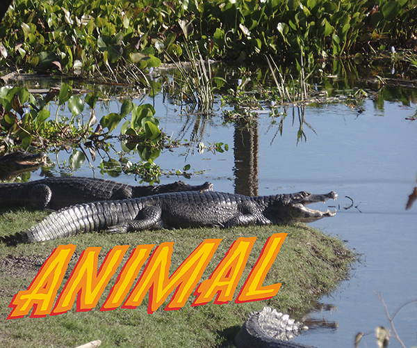 Já a última série evoca sentimentos que o Pantanal pode provocar ao ser visitado, a presença dos jacarés tão comuns na região