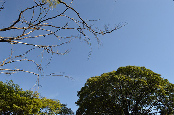 A temperatura mínima na região vai ser de 15ºC e a máxima de 37ºC