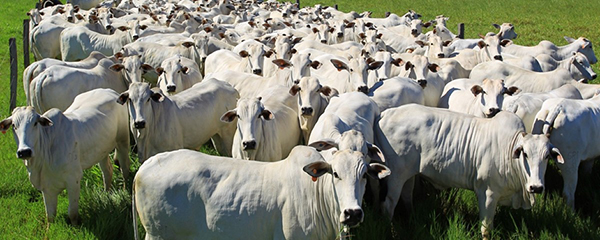 Não será permitida a emissão de DTA/e-GTA ao produtor rural caso o estabelecimento de origem não esteja autorizado a realizar a emissão do documento para a movimentação dos animais