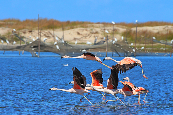 No Parque Nacional da Lagoa do Peixe, entre Tavares e Mostardas, no sul do Rio Grande do Sul, já foram catalogadas 275 espécies de aves