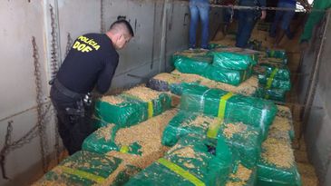 Policiais do MS apreendem 10,7 toneladas de maconha em caminhão carregado de milho