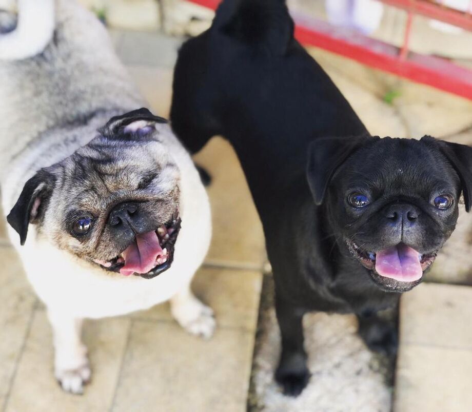 Para amenizar o sofrimento dos pets, a celebração do ano novo na Cidade do Natal, em Campo Grande, aboliu a queima de fogos