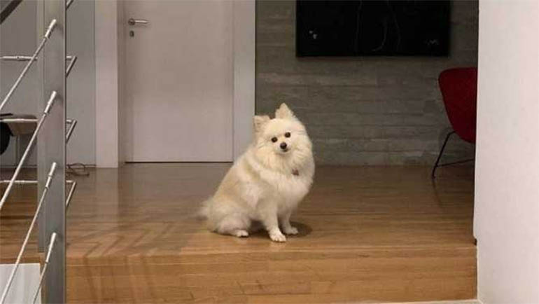 Nina, cadela de três anos da raça Lulu da Pomerania: na escada esperando o Ricardo Boechat