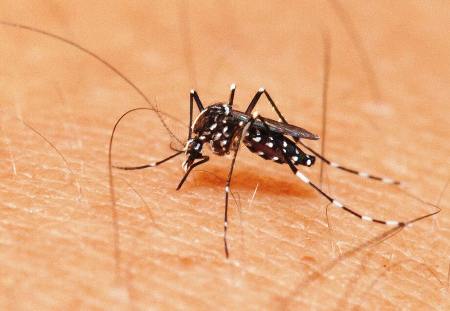 De janeiro até o dia 26 de fevereiro foram notificados em Campo Grande 6.414 casos de dengue