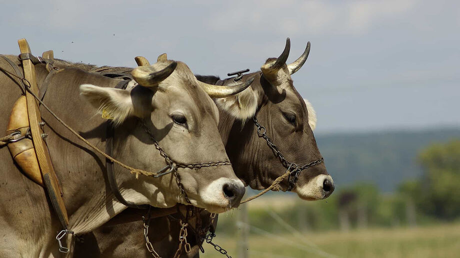 Do outro lado, o Brasil tenta reabrir nos Estados Unidos o mercado para exportação de carne bovina in natura
