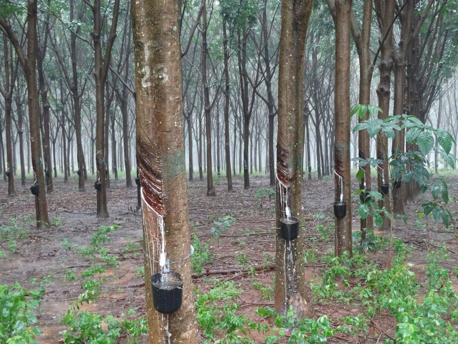 As propriedades com plantio de seringueira concentram-se, principalmente, na região Leste de MS