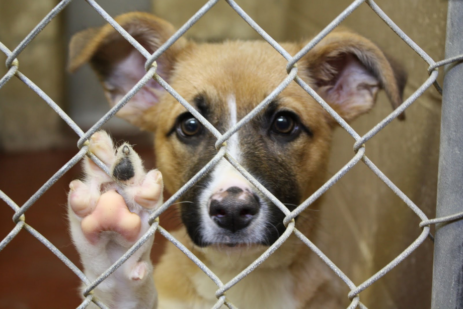 Diante de tanta violência e para tentar conscientizar a população, a Aspca (Sociedade Americana para a Prevenção da Crueldade Contra os Animais), instituiu o “Abril Laranja” como mês dedicado à prevenção da crueldade contra animais em todo o mundo