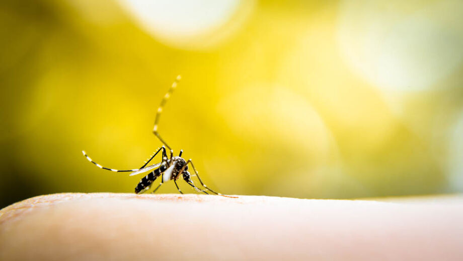 A dengue é uma virose, transmitida pela picada do mosquito Aedes aegypti