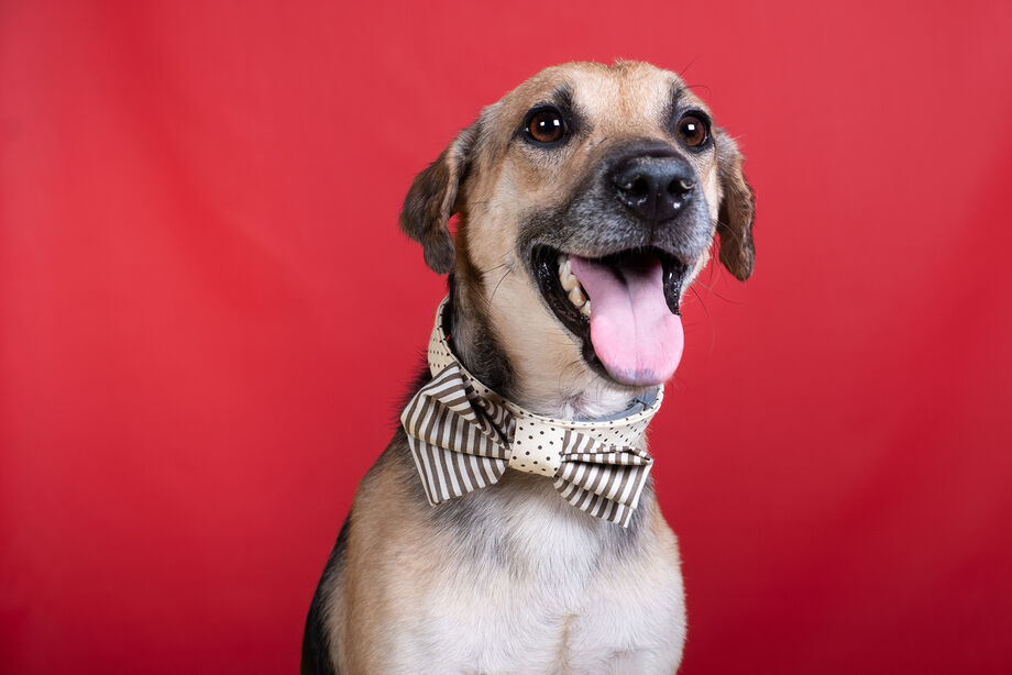 A campanha tem como objetivo sensibilizar a população para a importância da adoção de animais domésticos abandonados