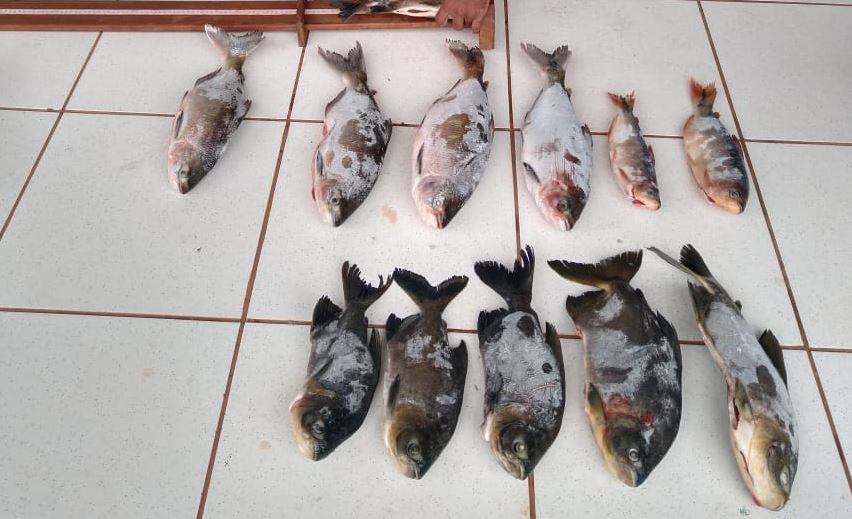 O pescado será doado para instituições filantrópicas, depois de periciado