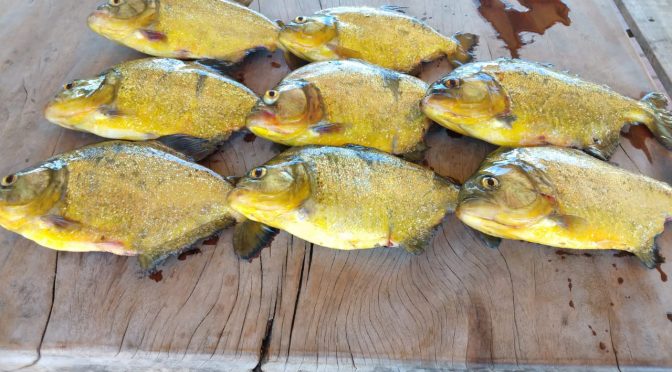 O uso de petrechos proibidos do tipo redes de pesca é muito comum na região, pois nos lagos das Usinas Hidrelétricas do Rio Paraná, este petrecho é permitido para o pescador profissional, desde que identificado e com malha de tamanho a partir de 140 milím