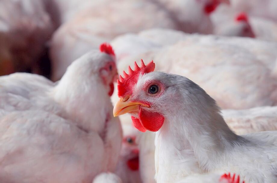 A produção de carne de frango em Mato Grosso do Sul totalizou 408,2 mil toneladas em 2018