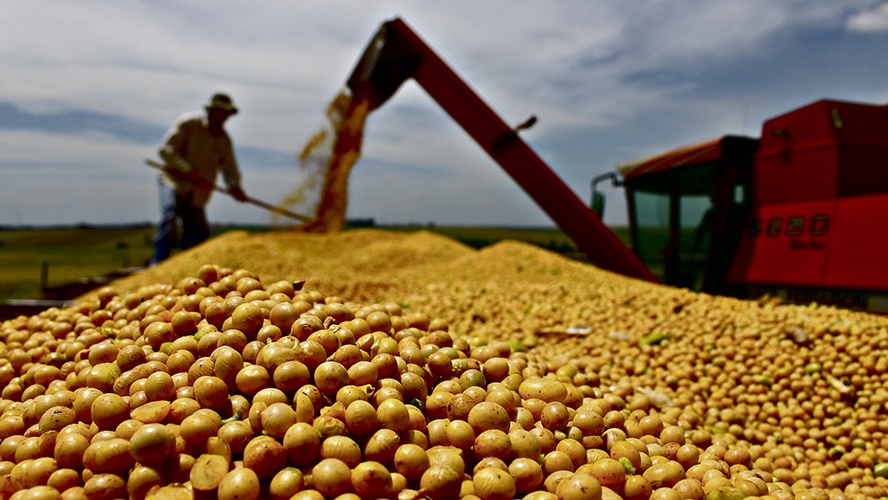 Os dados finais mostram, entretanto, que a lavoura rendeu 48,11 sacas por hectares, em média, quebra justificada pela estiagem na fase em que a planta estava em desenvolvimento